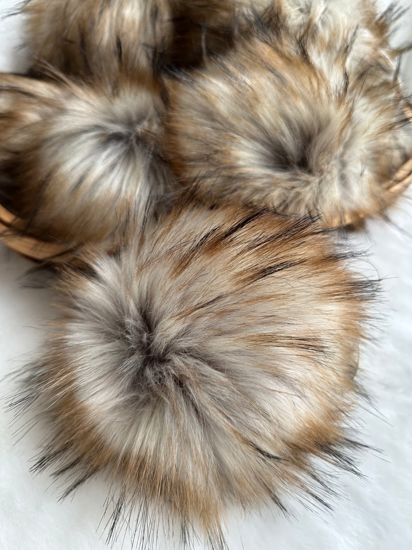 Golden Oak Pom